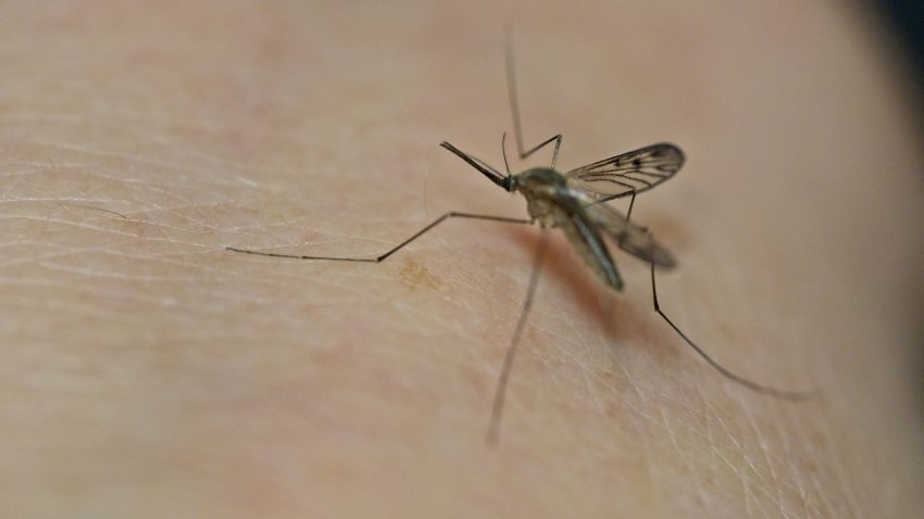 This close-up photograph shows a mosquito on human skin in Montlouis-sur-Loire, central France, on October 21, 2022. (Photo by GUILLAUME SOUVANT / AFP) (Photo by GUILLAUME SOUVANT/AFP via Getty Images)